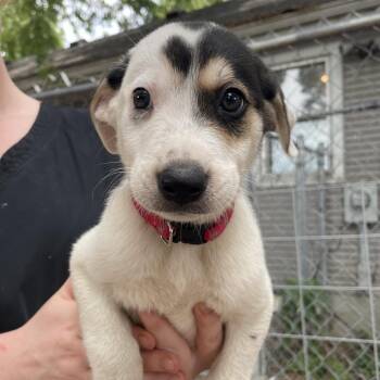 Danny Burgers -  Mixed Breed Dog for Adoption in Madison, Wisconsin - Danny Burgers | PetCurious