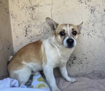 Parson Russell Terrier and Terrier Dogs Available for Adoption in Columbia, Tennessee - Tango | PetCurious