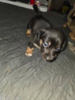Dachshund and Pembroke Welsh Corgi Dogs Available for Adoption in Partlow, Virginia - Calliope | PetCurious