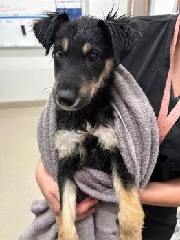 AMORE -  German Shepherd Dog Dog for Adoption in Baytown, Texas - AMORE | PetCurious
