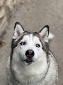 BLUE -  Mixed Breed Dog for Adoption in Toronto, Ontario - BLUE | PetCurious