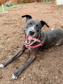 Labrador Retriever and German Shepherd Dog Dogs Available for Adoption - Xander | PetCurious