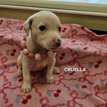 Cruella -  Pit Bull Terrier and Mixed Breed Dog for Adoption in Madisonville, Tennessee - Cruella | PetCurious