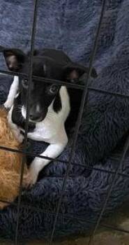 Forrest -  Chihuahua and Dachshund Dog for Adoption in Newport, Kentucky - Forrest | PetCurious