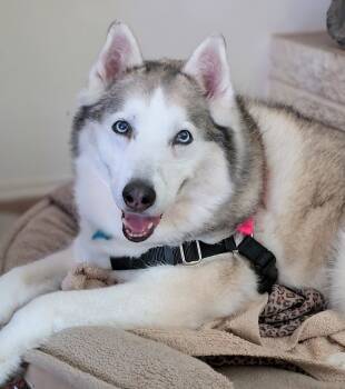 Rescue Siberian Husky and Husky Dogs for Adoption in El Cajon, California - Bell | PetCurious