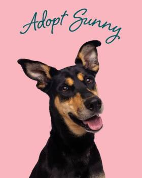 Rescue Australian Kelpie and Shepherd Dogs for Adoption in Manhasset, New York - Sunny | PetCurious