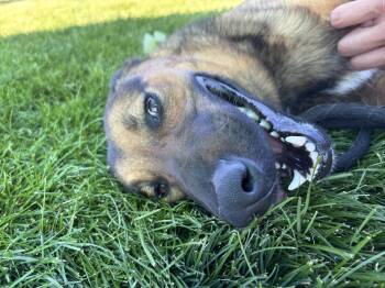 Jazu -  German Shepherd Dog Dog for Adoption in Montrose, Colorado - Jazu | PetCurious