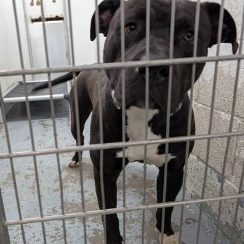 Rescue Pit Bull Terrier and American Bulldog Dogs for Adoption in Ravenna, Ohio - 185572 LOOKING FOR OWNER | PetCurious