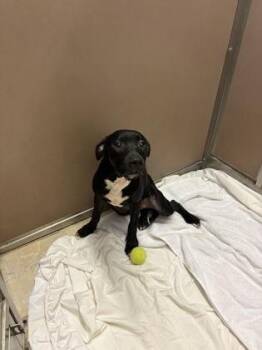 Ekee -  Mixed Breed Dog for Adoption in Honolulu, Hawaii - Ekee | PetCurious