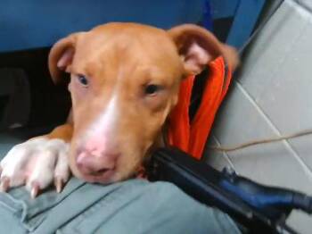 Pit Bull Terrier Dogs Available for Adoption - PRINCESS | PetCurious