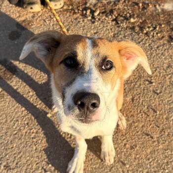 Shaggy -  Collie Dog for Adoption in Columbia, South Carolina - Shaggy | PetCurious