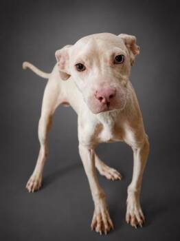 Gabe -  Pit Bull Terrier and Mixed Breed Dog for Adoption in Bowling Green, Kentucky - Gabe | PetCurious