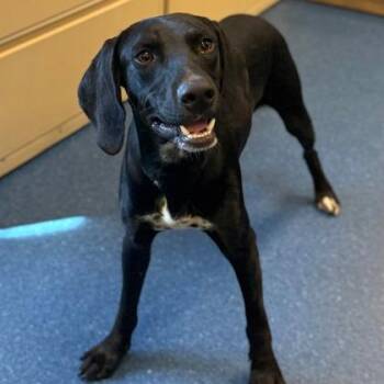 Badger -  Black Labrador Retriever and Hound Dog for Adoption in Fairfax Station, Virginia - Badger | PetCurious