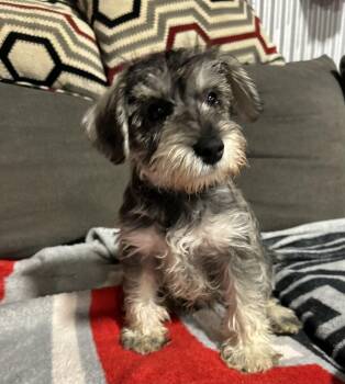 Miniature Schnauzer Dogs Available for Adoption in Antwerp, Ohio - Baby Oliver | PetCurious