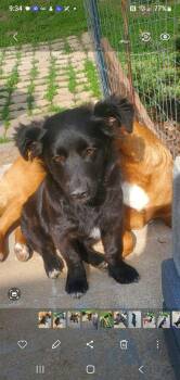 Mixed Breed Dogs Available for Adoption in Fenton, Missouri - Percy | PetCurious