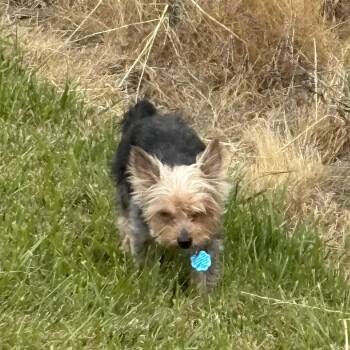Baby -  Yorkshire Terrier Dog for Adoption in Corvallis, Oregon - Baby | PetCurious