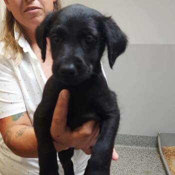 Freida -  Doberman Pinscher Dog for Adoption in Wichita, Kansas - Freida | PetCurious