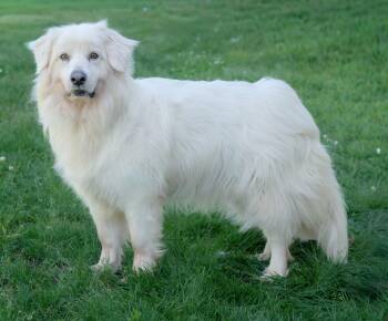Juno -  Great Pyrenees Dog for Adoption in Nashville, Tennessee - Juno | PetCurious