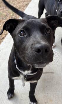 Labrador Retriever and Mixed Breed Dogs Available for Adoption - Patsy Cline | PetCurious