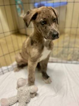 Mr. Speckles -  Australian Shepherd and Catahoula Leopard Dog Dog for Adoption in Ellijay, Georgia - Mr. Speckles | PetCurious