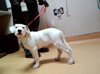 Dogo Argentino and Mixed Breed Dogs Available for Adoption - SHASTA | PetCurious