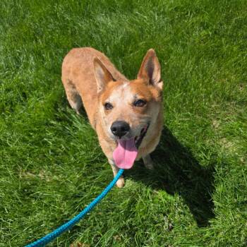 Mixed Breed Dogs Available for Adoption in Davenport, Iowa - Layla | PetCurious