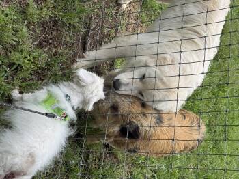 Coton De Tulear Dogs Available for Adoption in Garland, Texas - Diesel  | PetCurious