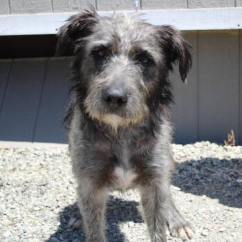 Neville -  Terrier and Mixed Breed Dog for Adoption in Vacaville, California - Neville | PetCurious