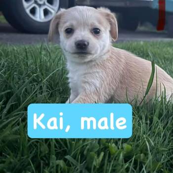 Chihuahua Dogs Available for Adoption - Kai | PetCurious