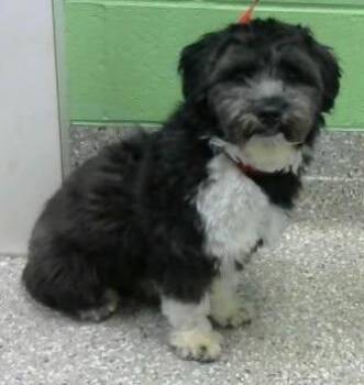 Tux -  Lhasa Apso Dog for Adoption in Manchester, Tennessee - Tux | PetCurious