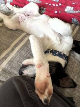 Great Pyrenees and Australian Shepherd Dogs Available for Adoption - Marlin | PetCurious