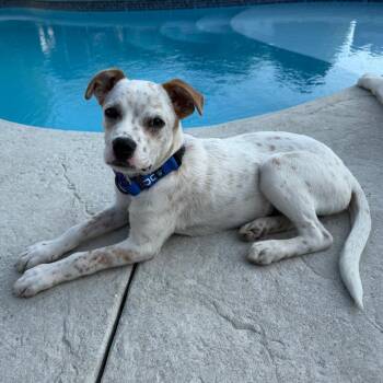 Gerald -  Terrier and Cattle Dog Dog for Adoption in Potomac, Maryland - Gerald | PetCurious