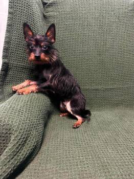 Jack -  Yorkshire Terrier and Chihuahua Dog for Adoption in Walker, Louisiana - Jack | PetCurious