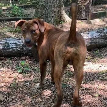 Dumplin -  Mixed Breed Dog for Adoption in Auburn, New Hampshire - Dumplin | PetCurious