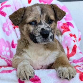 Cattle Dog Dogs Available for Adoption - Zara Kaya BIC AZ PDR | PetCurious