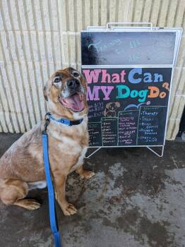 DRAKO -  Shepherd Dog for Adoption in Holbrook, New York - DRAKO | PetCurious