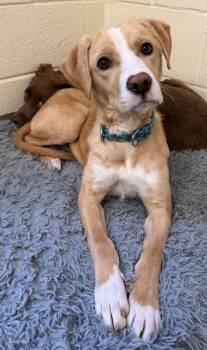 Labrador Retriever Dogs Available for Adoption - Cookie | PetCurious