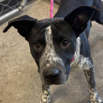 112126 -  Mixed Breed Dog for Adoption in Las Cruces, New Mexico - 112126 | PetCurious