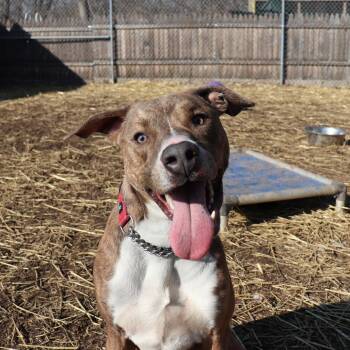 Pit Bull Terrier and Mixed Breed Dogs Available for Adoption - Stewart | PetCurious