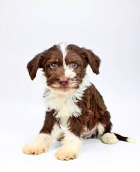 Poodle and Mixed Breed Dogs Available for Adoption in Morton Grove, Illinois - Enzo | PetCurious