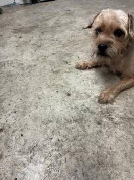 Chestnut -  Terrier and Mixed Breed Dog for Adoption in Gainesville, Florida - Chestnut | PetCurious