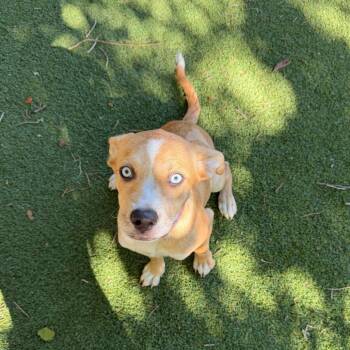 Catahoula Leopard Dog Dogs Available for Adoption in Lakeland, Florida - Twinkie | PetCurious