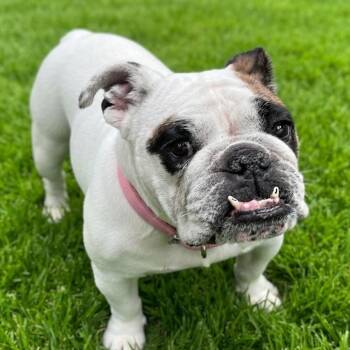Marigold -  English Bulldog Dog for Adoption in Las Vegas, Nevada - Marigold | PetCurious