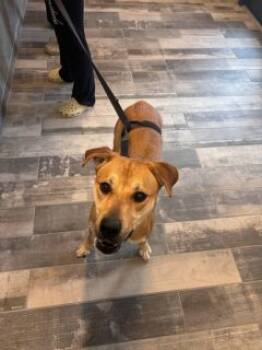 Rescue Pit Bull Terrier Dogs for Adoption in Stafford, Virginia - Eli | PetCurious