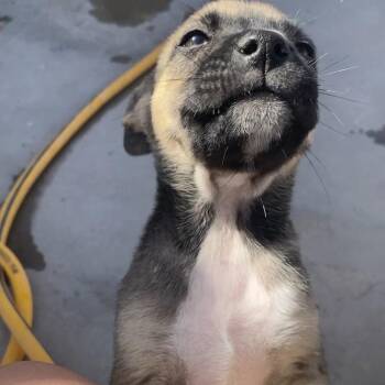 Mixed Breed and Shepherd Dogs Available for Adoption in Chicago, Illinois - Garlic | PetCurious