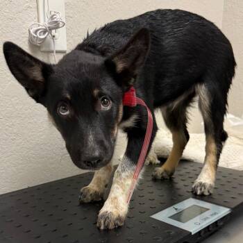 German Shepherd Dog Dogs Available for Adoption - 379 (2026) | PetCurious