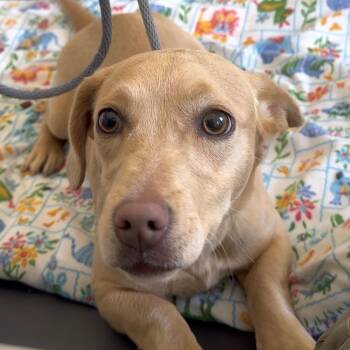 Dachshund and Mixed Breed Dogs Available for Adoption in Reno, Nevada - Zina | PetCurious