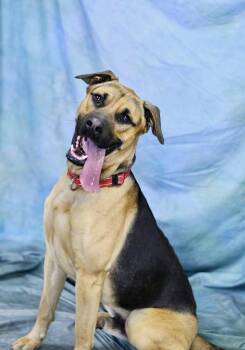 Rescue German Shepherd Dog Dogs for Adoption in Media, Pennsylvania - JASON | PetCurious