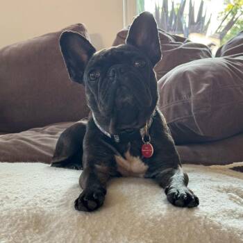 Miss Piggy -  French Bulldog Dog for Adoption in Goleta, California - Miss Piggy | PetCurious