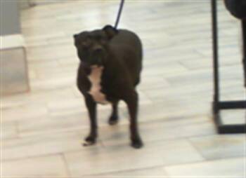 A1270042 -  Pit Bull Terrier Dog for Adoption in Charlotte, North Carolina - A1270042 | PetCurious